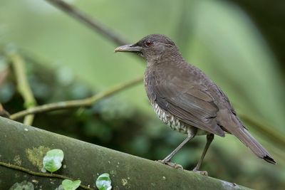 Sao Tome Thrush - Sao Tom-lijster - Merle de Sao Tom