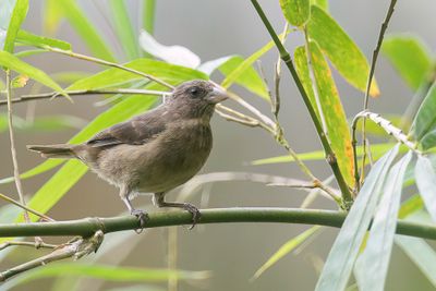 Principe Seedeater - Principekanarie - Serin roux