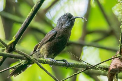 Giant Sunbird - Reuzenhoningzuiger - Souimanga de Sao Tom