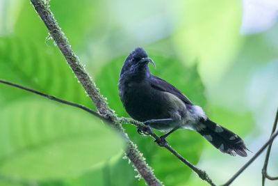 Giant Sunbird - Reuzenhoningzuiger - Souimanga de Sao Tom