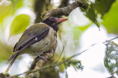 Sao Tome Oriole - So-Tomwielewaal - Loriot de Sao Tom (m)