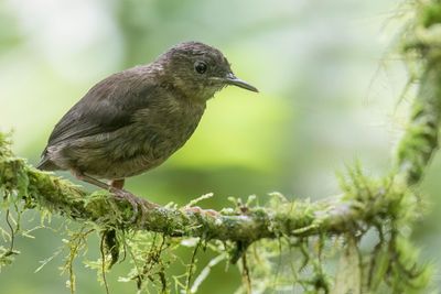 Sao Tome Shorttail - Bocages Langsnavelzanger - Long-bec de Bocage (j)