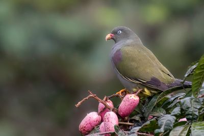 Sao Tome Green Pigeon - So-Tompapegaaiduif - Colombar de Sao Tom