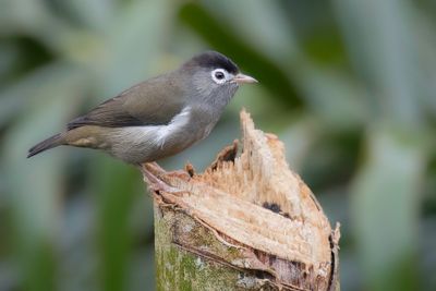 Black-capped Speirops - Rouwbrilvogel - Zostrops de Sao Tom