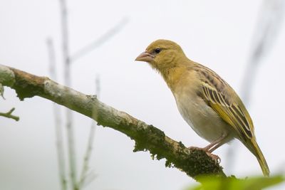 Southern Masked Weaver - Maskerwever - Tisserin  tte rousse (j)