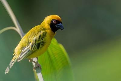 Southern Masked Weaver - Maskerwever - Tisserin  tte rousse (m)