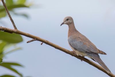 Laughing Dove - Palmtortel - Tourterelle maille