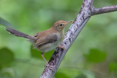 Sao Tome Prinia - So-Tomprinia - Prinia de Sao Tom (j)