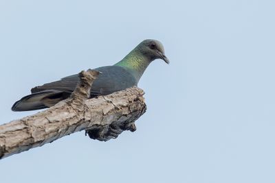 Island Bronze-naped Pigeon - So-Tombronsnekduif - Pigeon de Malherbe