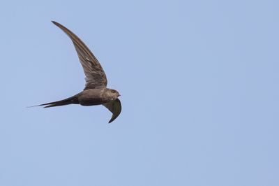 African Palm Swift - Afrikaanse Palmgierzwaluw - Martinet des palmes