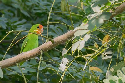 Red-headed Lovebird - Roodmaskeragapornis - Insparable  tte rouge