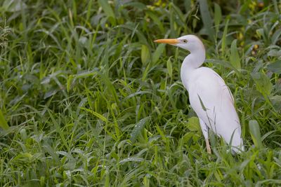 Western Cattle Egret - Koereiger - Hron garde-boeufs