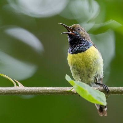 Newton's Sunbird - Geelborsthoningzuiger - Souimanga de Newton (m)