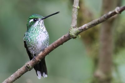 Purple-bibbed Whitetip - Wittipkolibrie - Colibri de Benjamin (f)