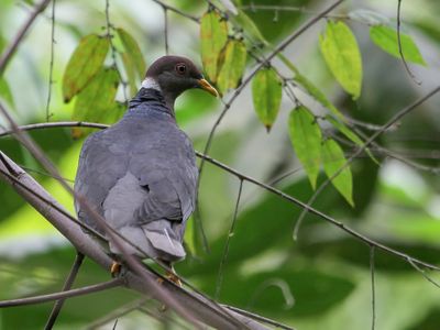 Band-tailed Pigeon - Bandstaartduif - Pigeon  queue barre