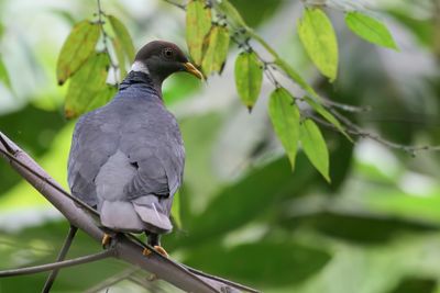 Band-tailed Pigeon - Bandstaartduif - Pigeon à queue barrée