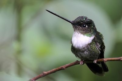Collared Inca - Gekraagde Incakolibrie - Inca à collier