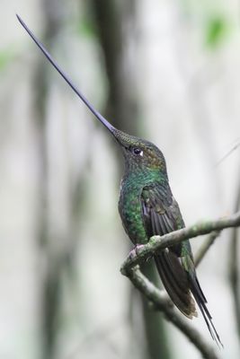 Sword-billed Hummingbird - Zwaardkolibrie - Colibri porte-épée (m)