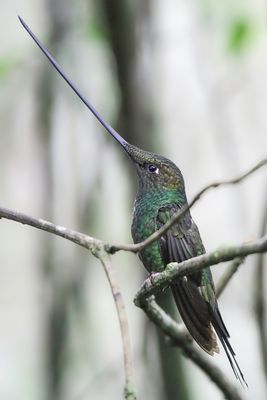 Sword-billed Hummingbird - Zwaardkolibrie - Colibri porte-pe (m)