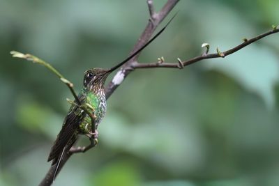 Sword-billed Hummingbird - Zwaardkolibrie - Colibri porte-épée (f)