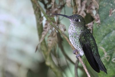 Many-spotted Hummingbird - Druppelkolibrie - Colibri grivelé