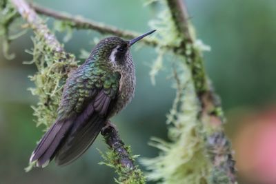 Speckled Hummingbird - Zwartoorkolibrie - Colibri mouchet