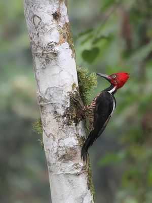 Guayaquil Woodpecker - Guayaquilspecht - Pic de Guayaquil
