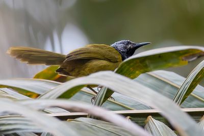 Oriole Warbler - Wielewaalzanger - Noircap loriot