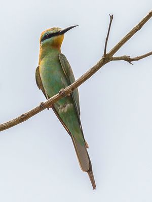 Blue-cheeked Bee-eater - Groene Bijeneter - Gupier de Perse