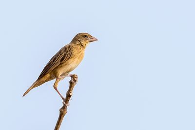 Black-winged Bishop - Roodvoorhoofdwever - Euplecte monseigneur