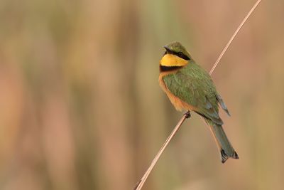 Little Bee-eater - Dwergbijeneter - Guêpier nain