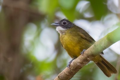 Red-tailed Greenbul - Roodstaartbaardbuulbuul - Bulbul à barbe blanche