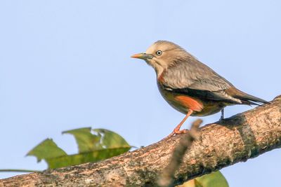 Chestnut-tailed Starling - Grijskopspreeuw - tourneau  tte grise