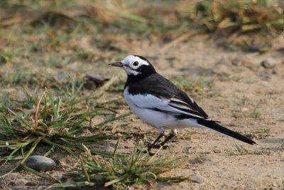 White Wagtail - Witte Kwikstaart - Bergeronnette grise