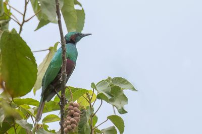 Emerald Starling - Emeraldspreeuw - Choucador iris