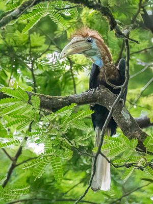 Yellow-casqued Hornbill - Geelhelmneushoornvogel - Calao  casque jaune (f)