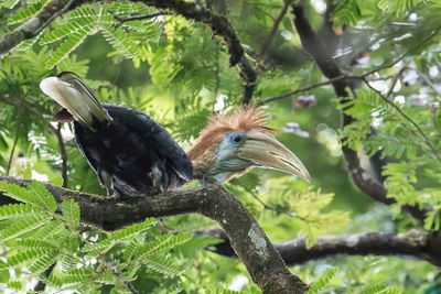 Yellow-casqued Hornbill - Geelhelmneushoornvogel - Calao à casque jaune (f)