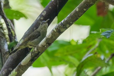 Olive Sunbird - Olijfgroene Honingzuiger - Souimanga olivâtre