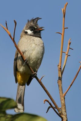 Himalayan Bulbul - Witwangbuulbuul - Bulbul à joues blanches