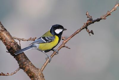 Green-backed Tit - Bergkoolmees - Mésange montagnarde