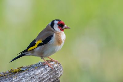 European Goldfinch - Putter - Chardonneret lgant