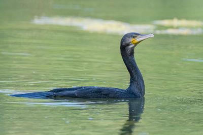 Great Cormorant - Aalscholver - Grand cormoran