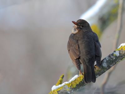 Common Blackbird (j)