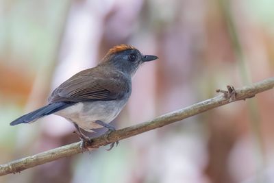 White-tailed Alethe - Diadeemalethe - Alèthe à huppe rousse