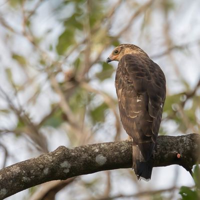African Harrier-Hawk - Kaalkopkiekendief - Gymnogène d'Afrique (j)