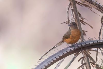 Finsch's Rufous Thrush - Finsch' Kortpootlijster - Stizorhin de Finsch
