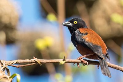 Chestnut-and-black Weaver - Kaneel-zwarte Wever - Tisserin noir et marron (m)