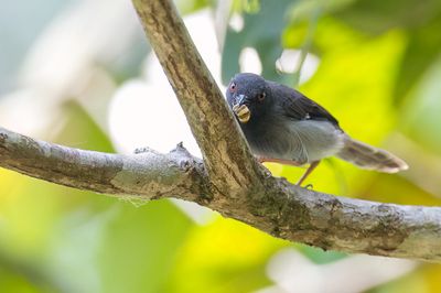 Sharpe's Apalis - Kortstaartapalis - Apalis de Sharpe