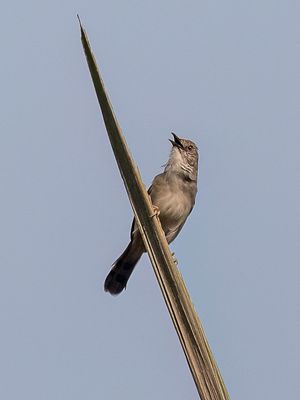 Whistling Cisticola - Fluitgraszanger - Cisticole siffleuse