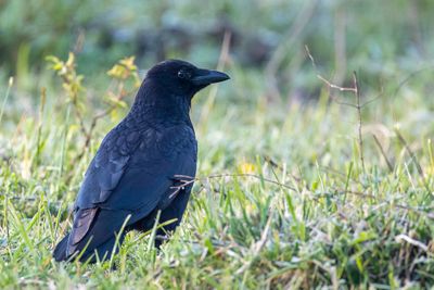 Carrion Crow - Zwarte Kraai - Corneille noire